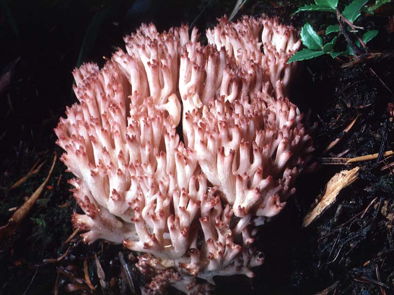 Ramaria_botrytis(tfl-s111-17).jpg