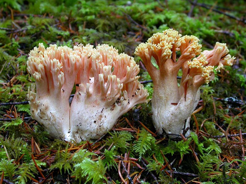 Ramaria_formosa(Exeter-2005-67).jpg