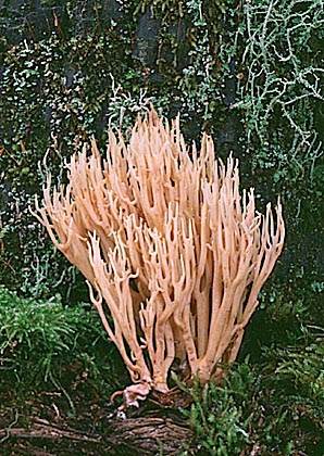 Ramaria_stricta(fs-01).jpg