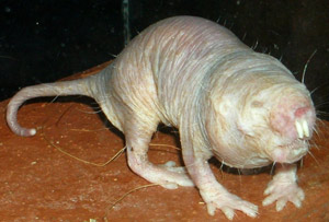 rato_toupeira.jpg