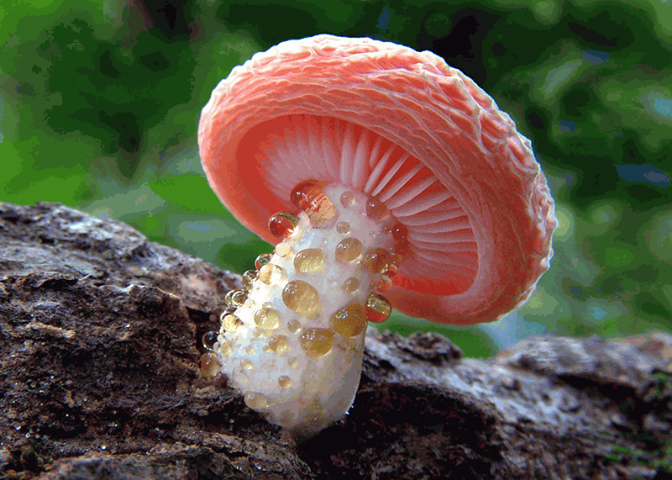 Rhodotus Palmatus.png