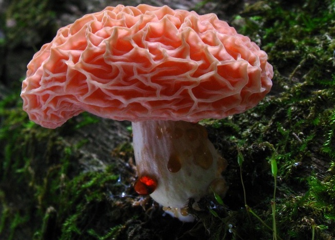 Rhodotus_palmatus_53277.jpg