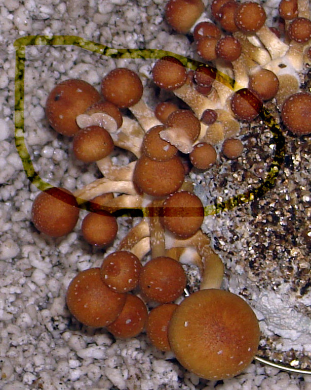 rosecomb1.jpg