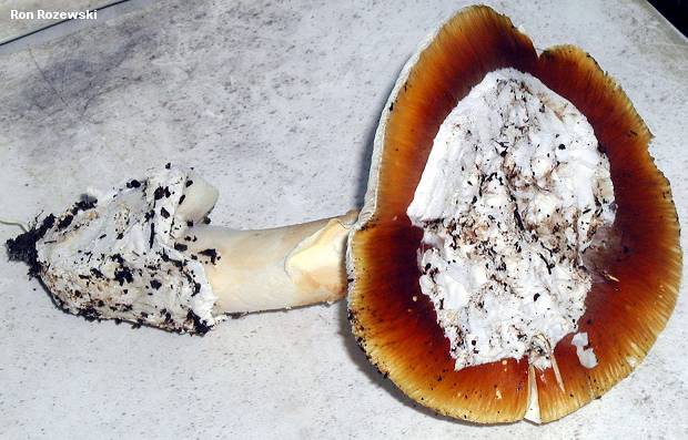 rozewski_amanita_lanei_01.jpg