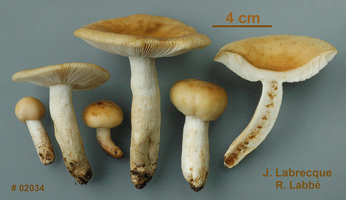 Russula laurocerasi   Russule à odeur d'amande.jpg