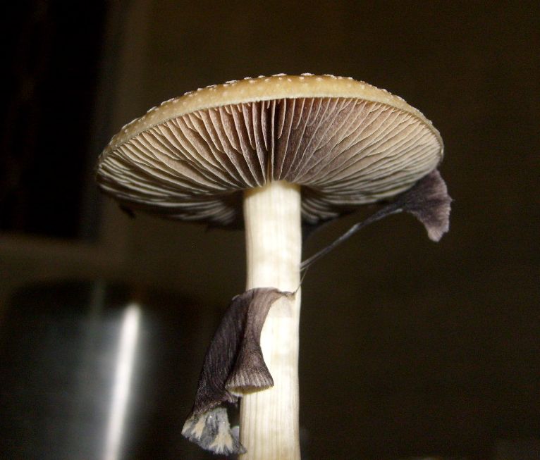 S6305535.JPG