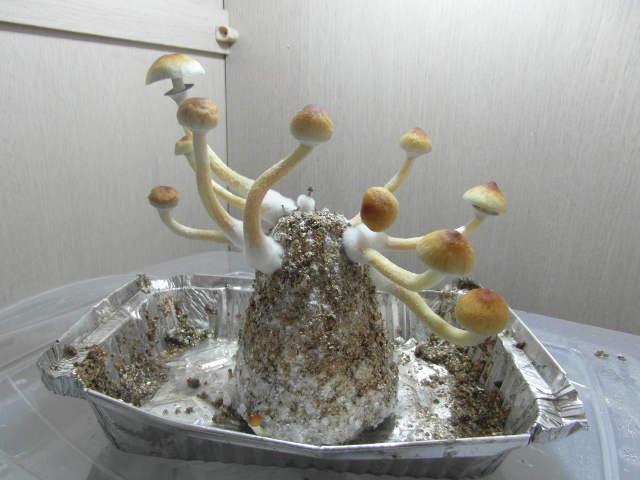 SAM_1929 (640x480).jpg