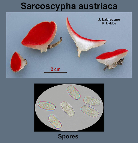 Sarcoscypha austriaca   Pézize d'Autriche.jpg