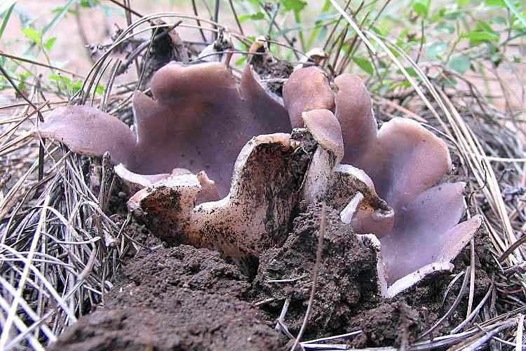 Sarcosphaera_coronaria(hs-01).jpg