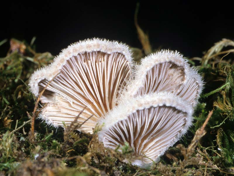 Schizophyllum_commune(mgw-01).jpg