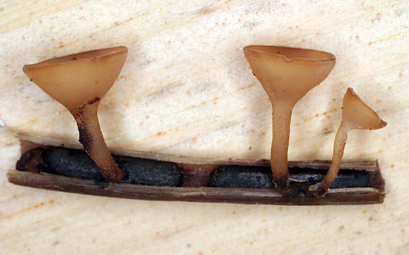 Sclerotinia_veratri(mgw-02).jpg