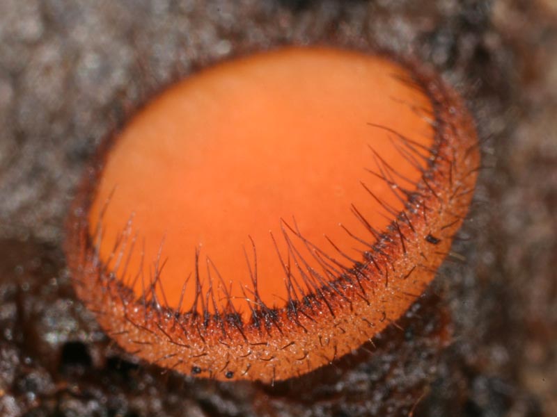 Scutellinia_scutellata(mgw-02).jpg