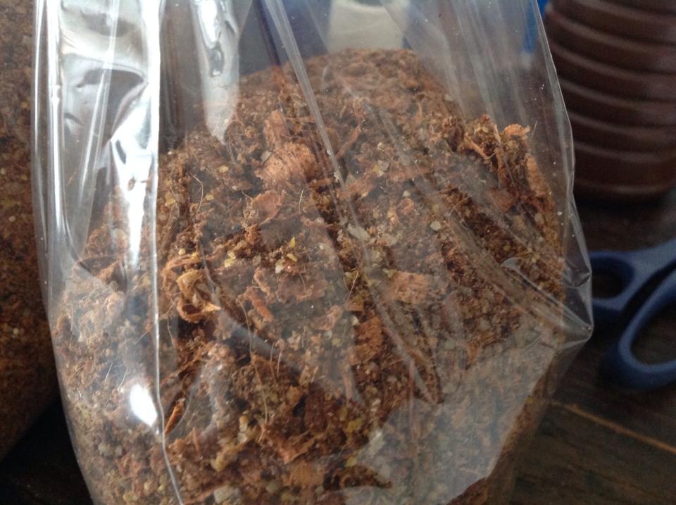 shimeji serragem.jpg