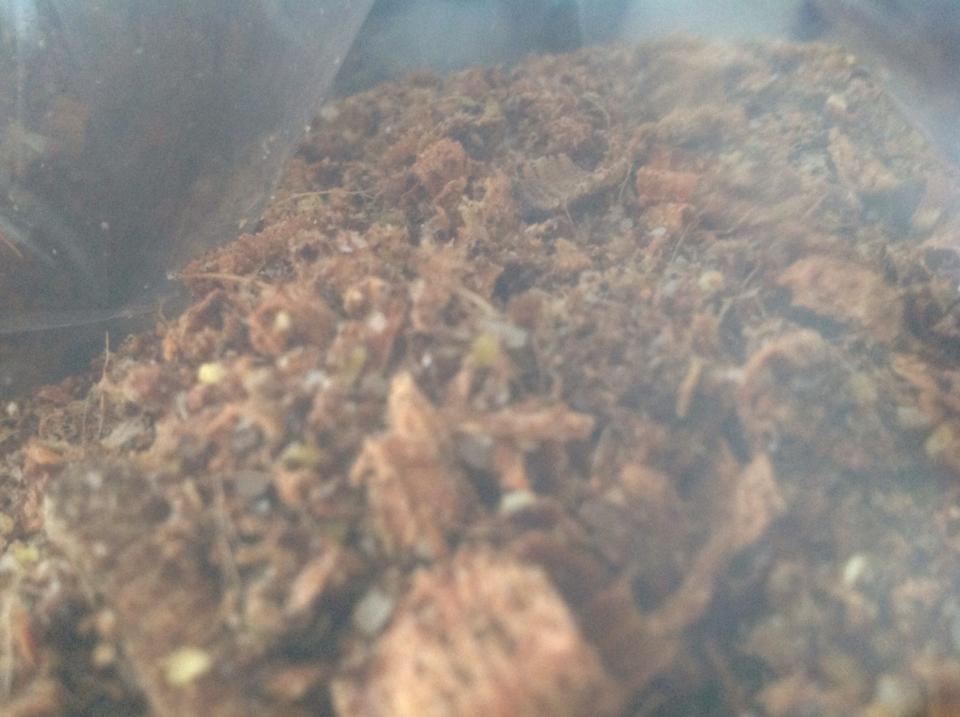 shimeji serragem.jpg2.jpg