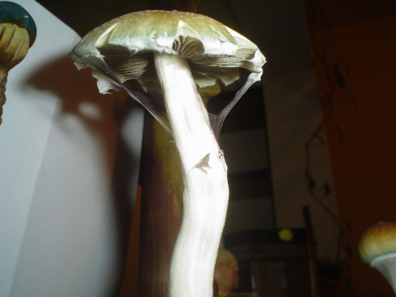 shrooms 08 - low.jpg