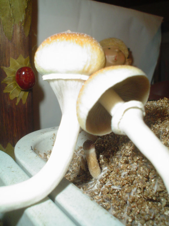 shrooms 10 - low.jpg