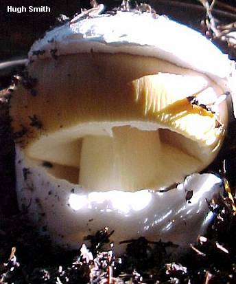 smith_amanita_lanei_01.jpg