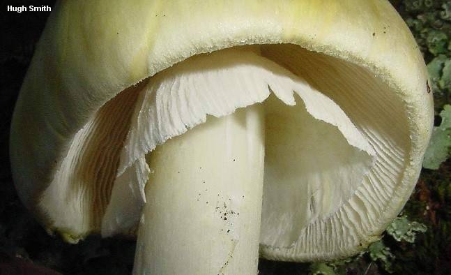 smith_amanita_phalloides_01.jpg