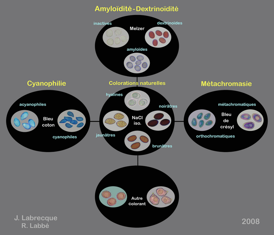 Spores - Colorations naturelles et réactivité.jpg