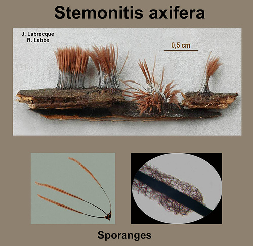 Stemonitis axifera   Stémonite axifère.jpg