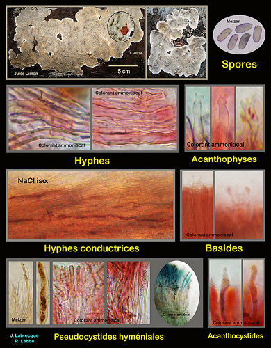 Stereum sanguinolentum  Stérée sanguinolent.jpg