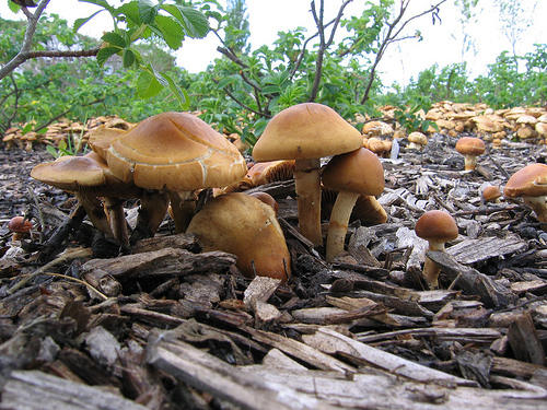 Stropharia rugosoannulata Strophaire à anneau rugueux.jpg