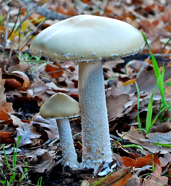 Stropharia_ambigua(db-01).jpg