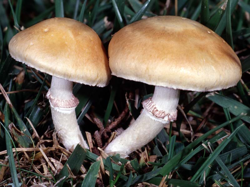 Stropharia_coronilla(fs-04).jpg