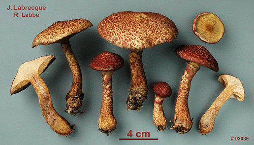 Suillus pictus  Bolet peint.jpg