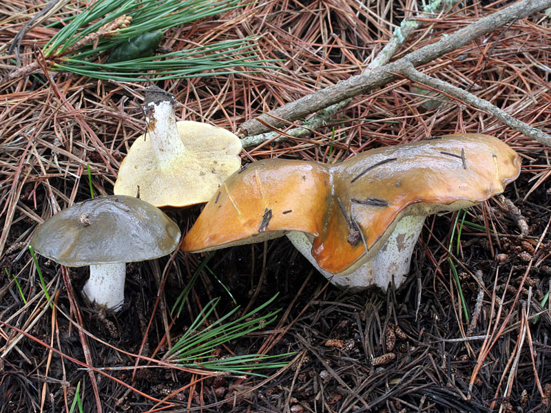 Suillus_pungens(mgw-02).jpg