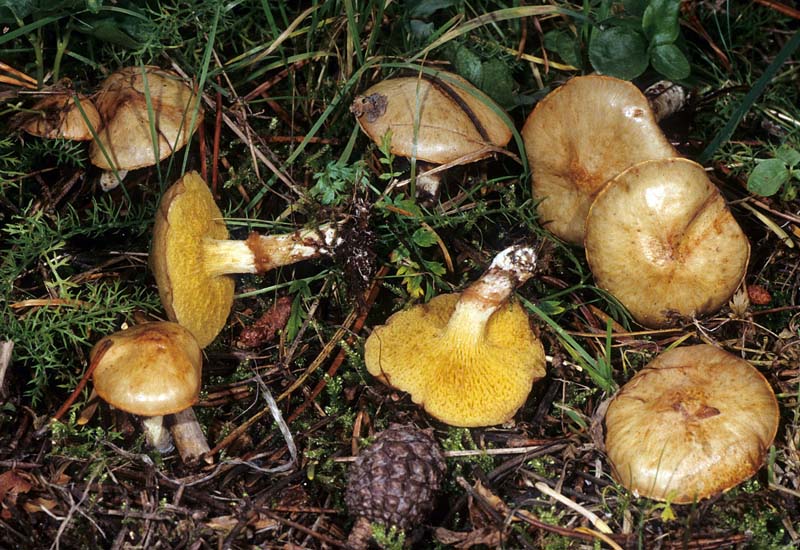 Suillus_umbonatus(mgw-01).jpg