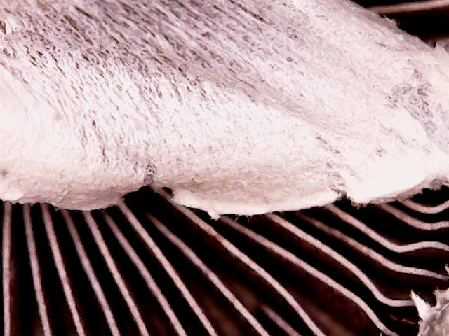 Sun Mar 20 10-39-58.jpg