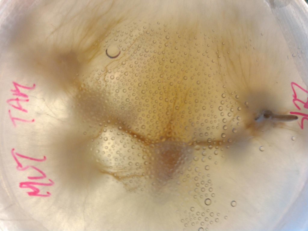 Tampanensis em agar oysterlover Shroomery 560149977-KIMG0751.jpg