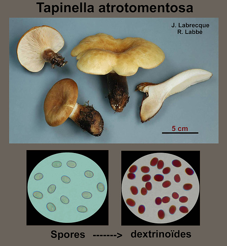 Tapinella atrotomentosa   Paxille à pied noir.jpg