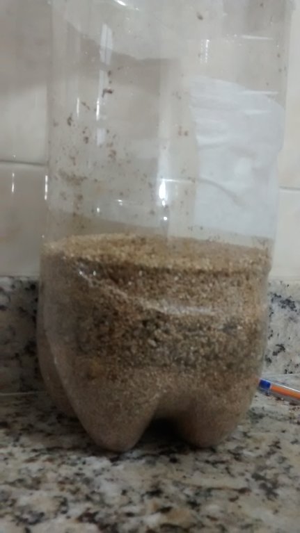 terrário casing 1 foco.jpg