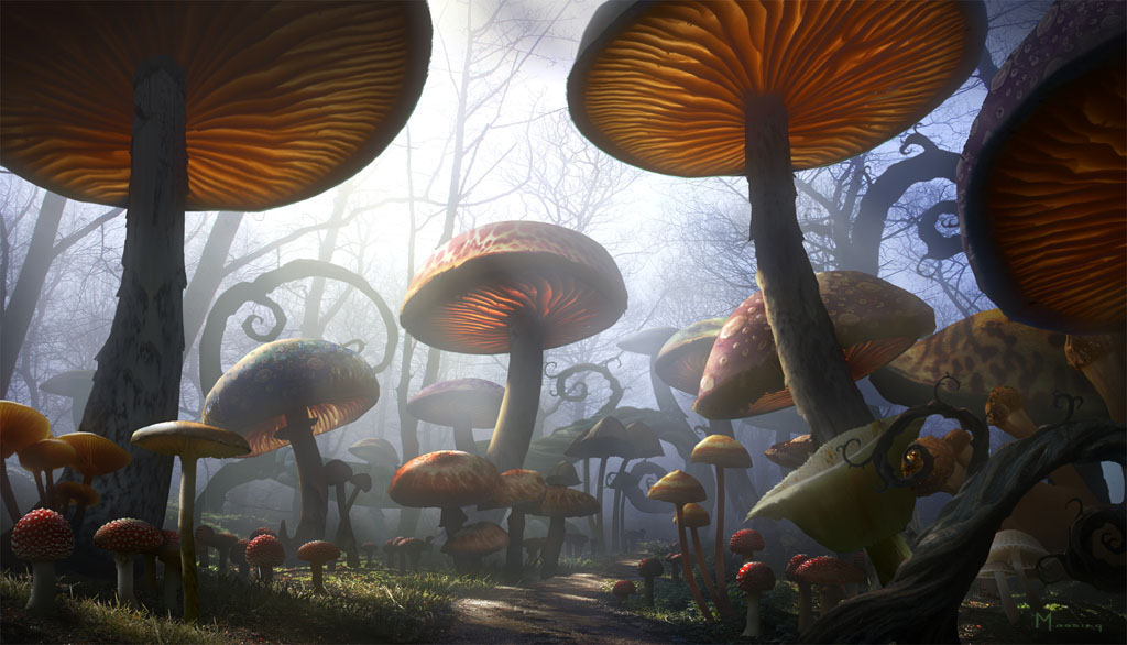 Terra de cogumelos