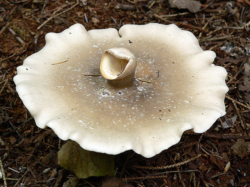 The periscope mushroom.jpg
