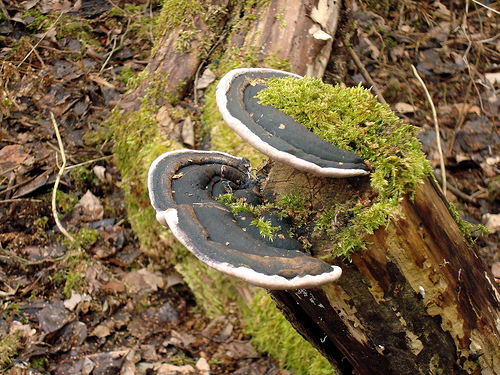 Trametes; Baumpilz.jpg