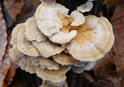 Trametes hirsuta  Tramète hirsute.jpg