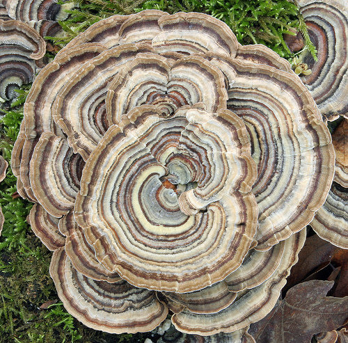Trametes versicolor - Rainbow Fungus.jpg