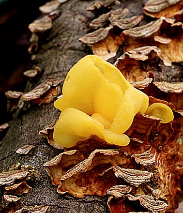 Tremella_mesenterica(fs-01).jpg