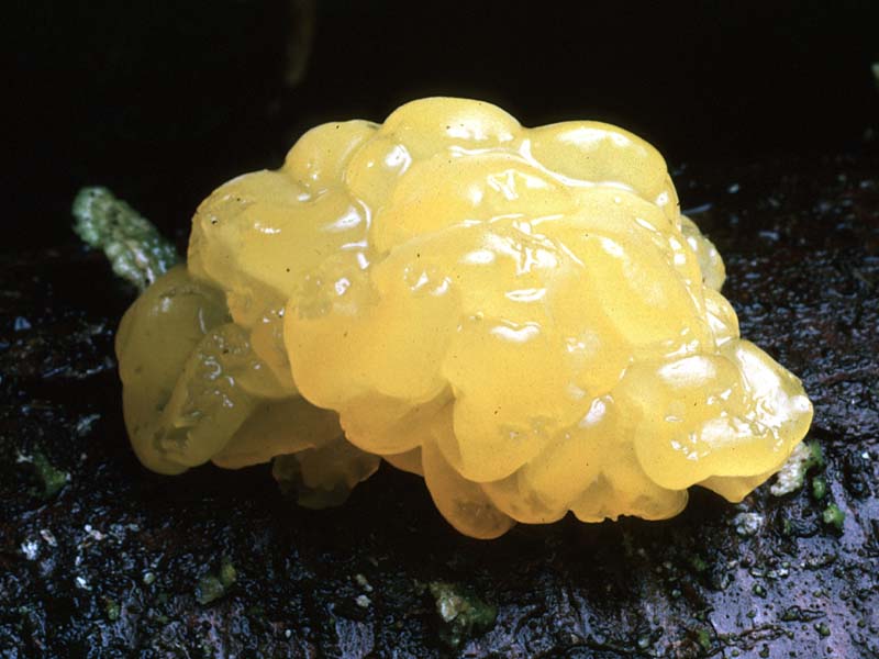 Tremella_mesenterica(tfl-s343-04).jpg