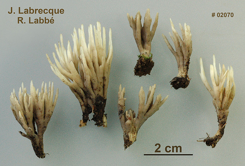 Tremellodendron tenax.jpg