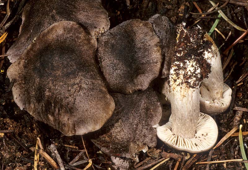 Tricholoma_atroviolaceum(mgw-01).jpg