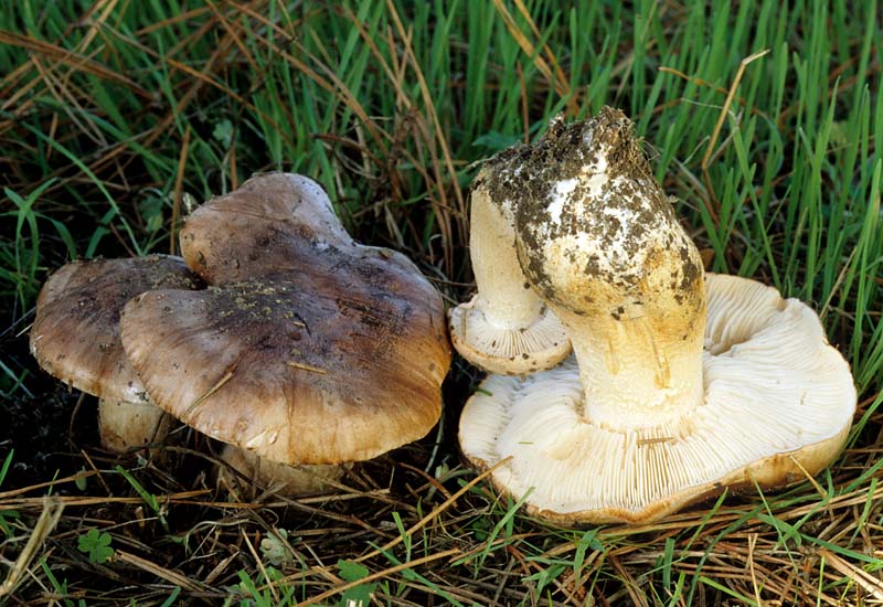 Tricholoma_muricatum(mgw-01).jpg