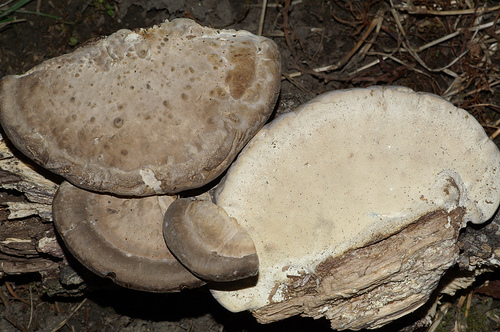 uNKNOWN Florida polypore z kM6MP.jpg