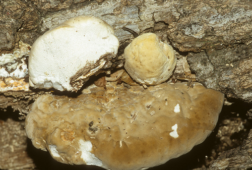 Unknown Polypore Louisanna 2006 B.jpg