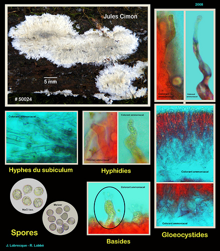 Vesiculomyces citrinus.jpg