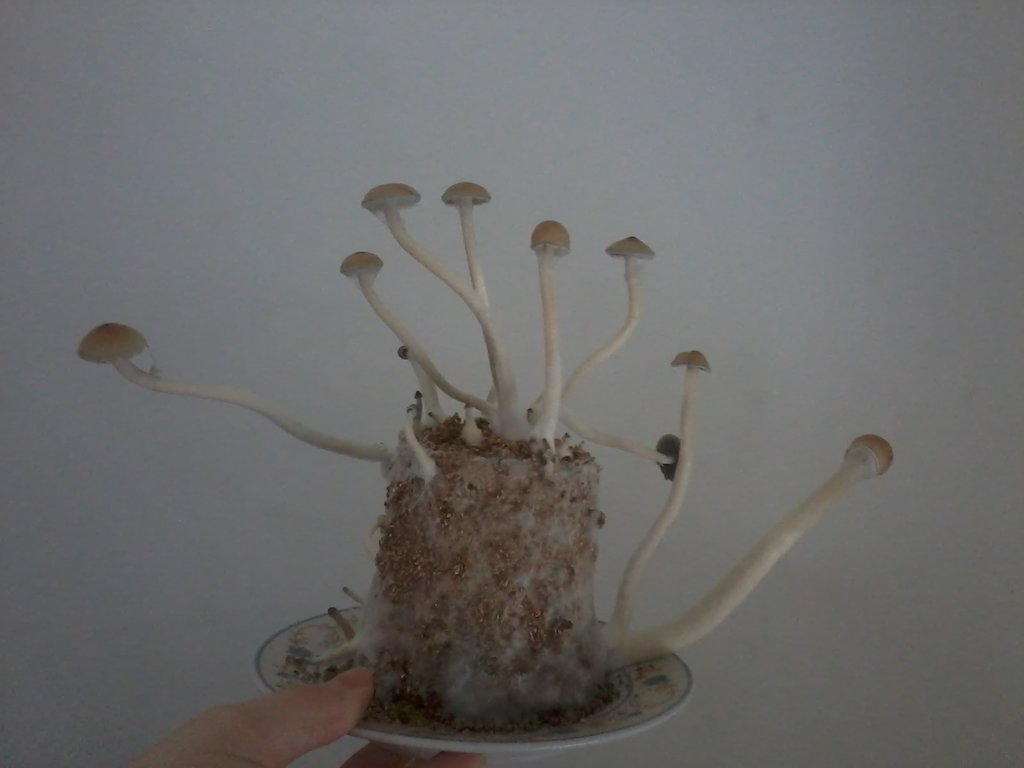 vou postar bolo 2.jpg