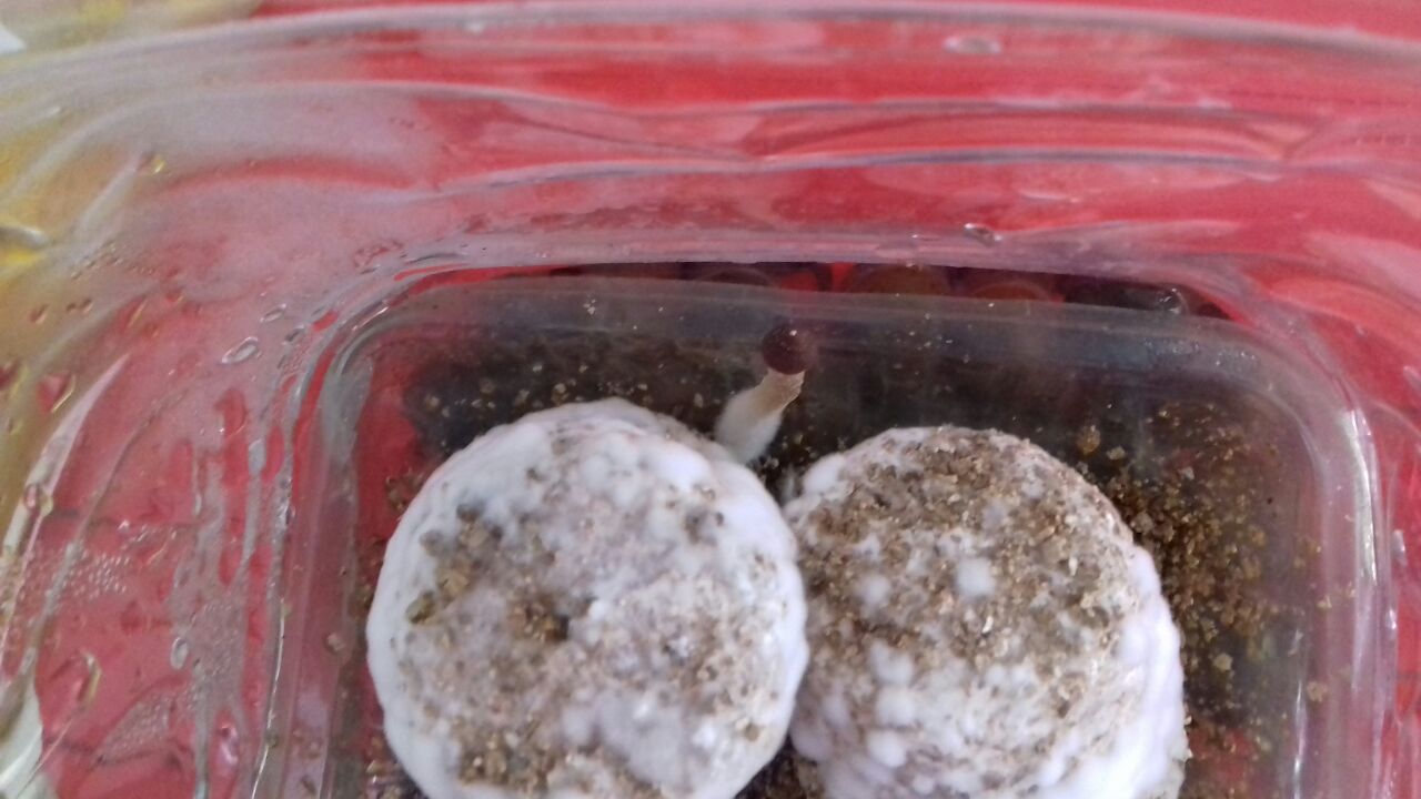 WhatsApp Image 2017-03-04 at 16.44.03.jpeg